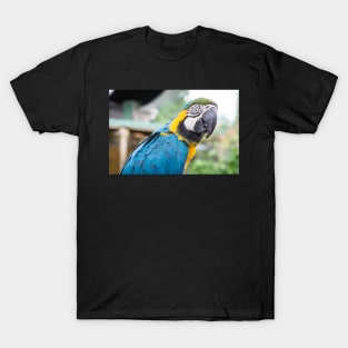 Captivating Color: The Inquisitive Macaw T-Shirt